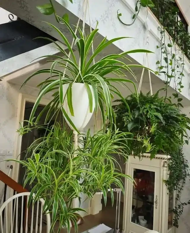 這9種花是「陰命天子」,一見太陽就蔫!立夏後,大家快挪個地!