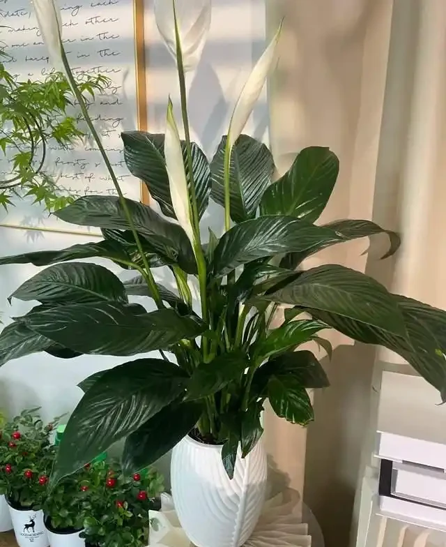 這9種花是「陰命天子」,一見太陽就蔫!立夏後,大家快挪個地!