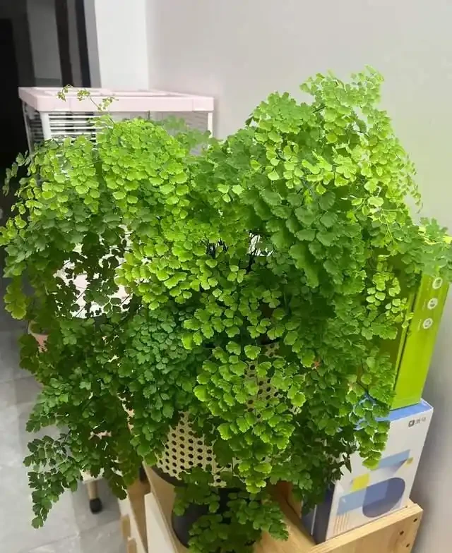 這9種花是「陰命天子」,一見太陽就蔫!立夏後,大家快挪個地!