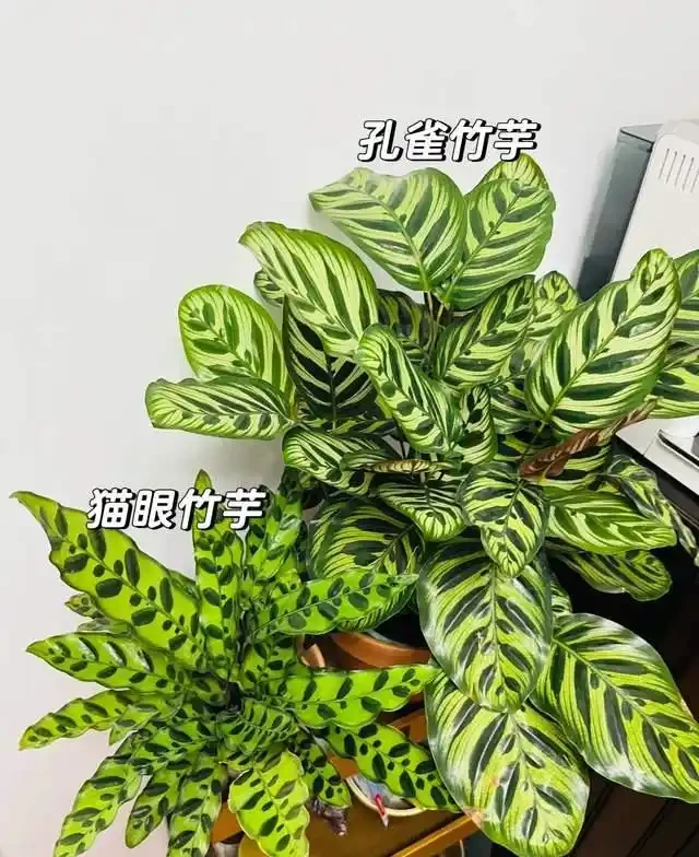 這9種花是「陰命天子」,一見太陽就蔫!立夏後,大家快挪個地!