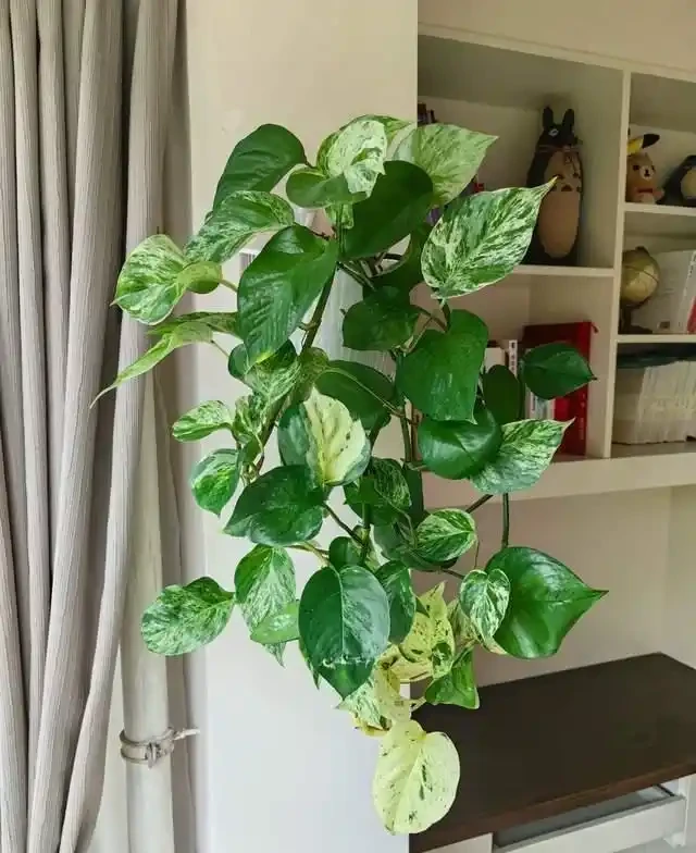 這9種花是「陰命天子」,一見太陽就蔫!立夏後,大家快挪個地!