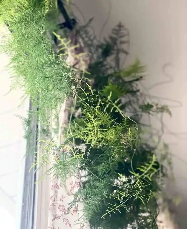 這9種花是「陰命天子」,一見太陽就蔫!立夏後,大家快挪個地!