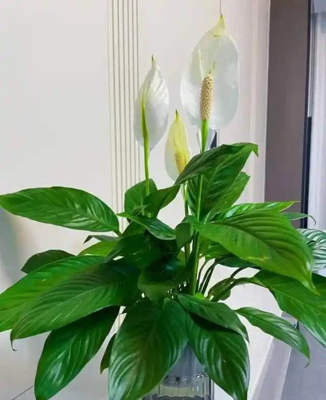 這9種花是「陰命天子」,一見太陽就蔫!立夏後,大家快挪個地!