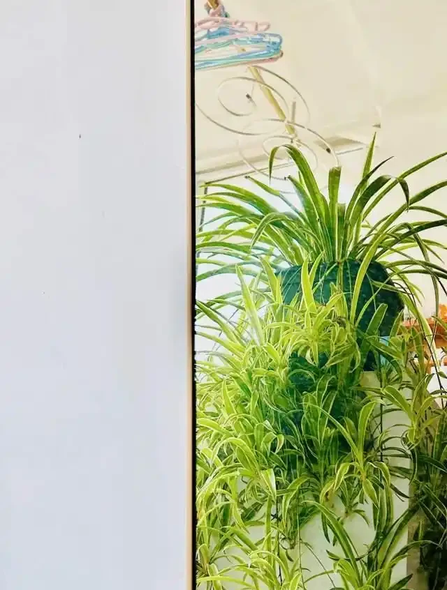 這9種花是「陰命天子」,一見太陽就蔫!立夏後,大家快挪個地!
