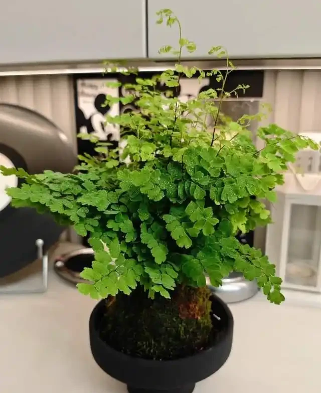 這9種花是「陰命天子」,一見太陽就蔫!立夏後,大家快挪個地!