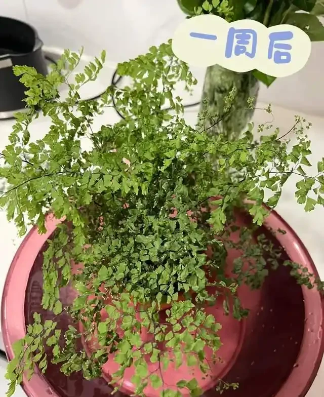 這9種花是「陰命天子」,一見太陽就蔫!立夏後,大家快挪個地!