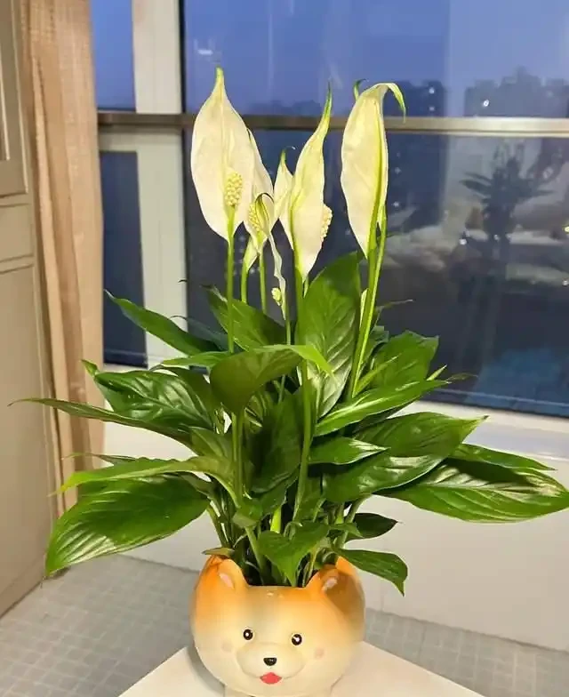 這9種花是「陰命天子」,一見太陽就蔫!立夏後,大家快挪個地!