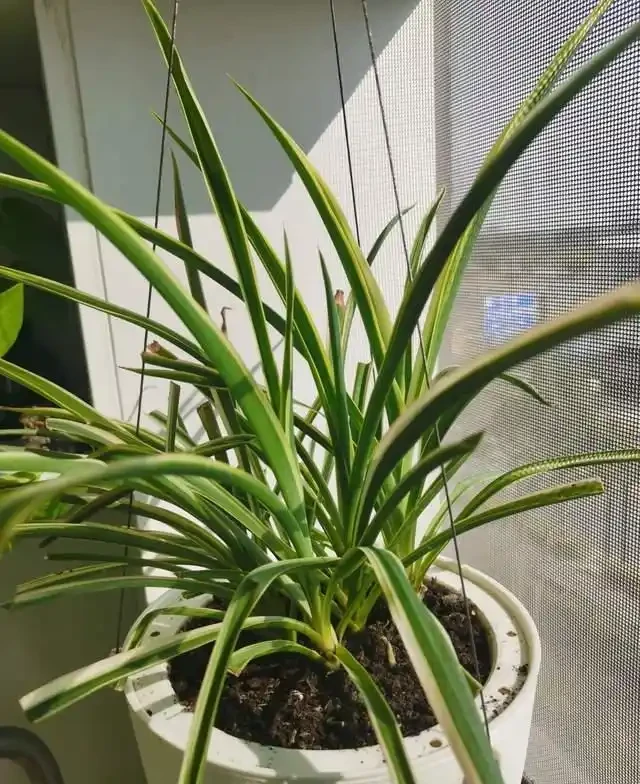 這9種花是「陰命天子」,一見太陽就蔫!立夏後,大家快挪個地!