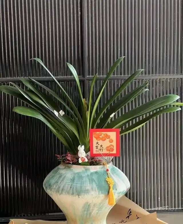 這9種花是「陰命天子」,一見太陽就蔫!立夏後,大家快挪個地!