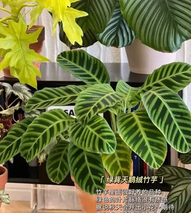 這9種花是「陰命天子」,一見太陽就蔫!立夏後,大家快挪個地!