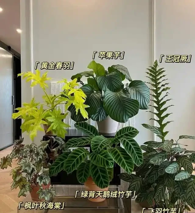這9種花是「陰命天子」,一見太陽就蔫!立夏後,大家快挪個地!