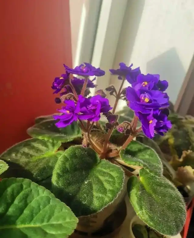 這9種花是「陰命天子」,一見太陽就蔫!立夏後,大家快挪個地!