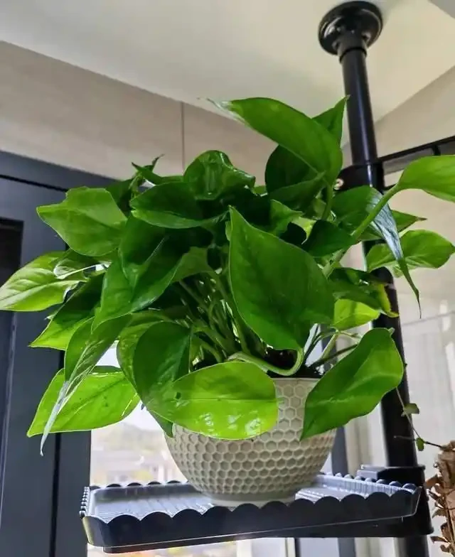 這9種花是「陰命天子」,一見太陽就蔫!立夏後,大家快挪個地!