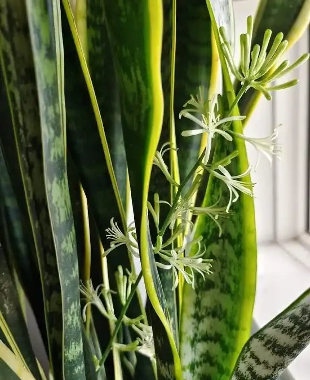 這9種花是「陰命天子」,一見太陽就蔫!立夏後,大家快挪個地!