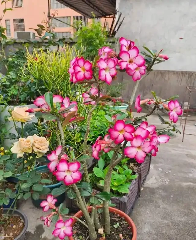 高溫40℃也不怕!這7種「曬不死」的開花機器,越熱越滿盆!