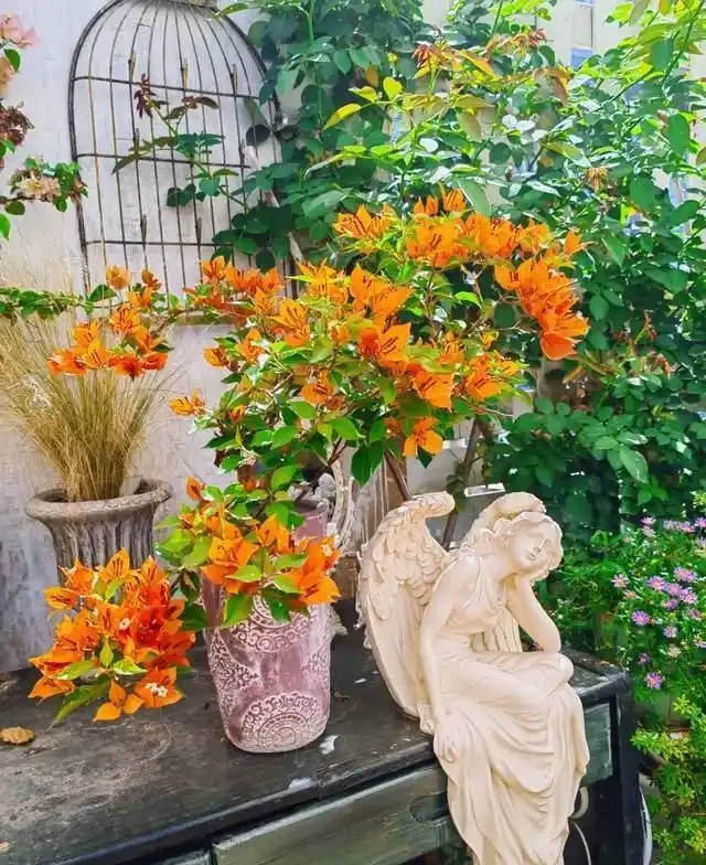 高溫40℃也不怕!這7種「曬不死」的開花機器,越熱越滿盆!