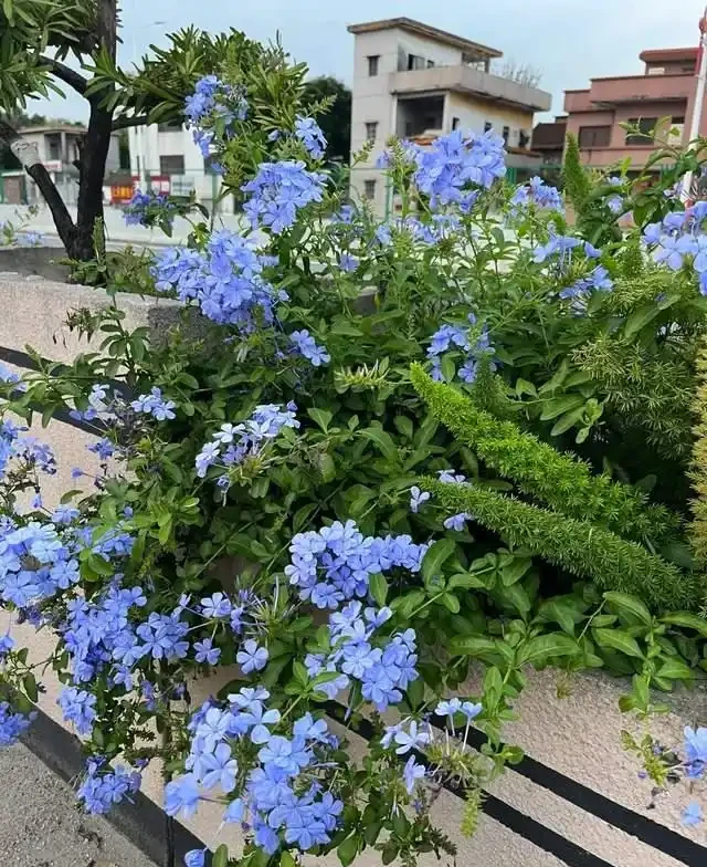 高溫40℃也不怕!這7種「曬不死」的開花機器,越熱越滿盆!