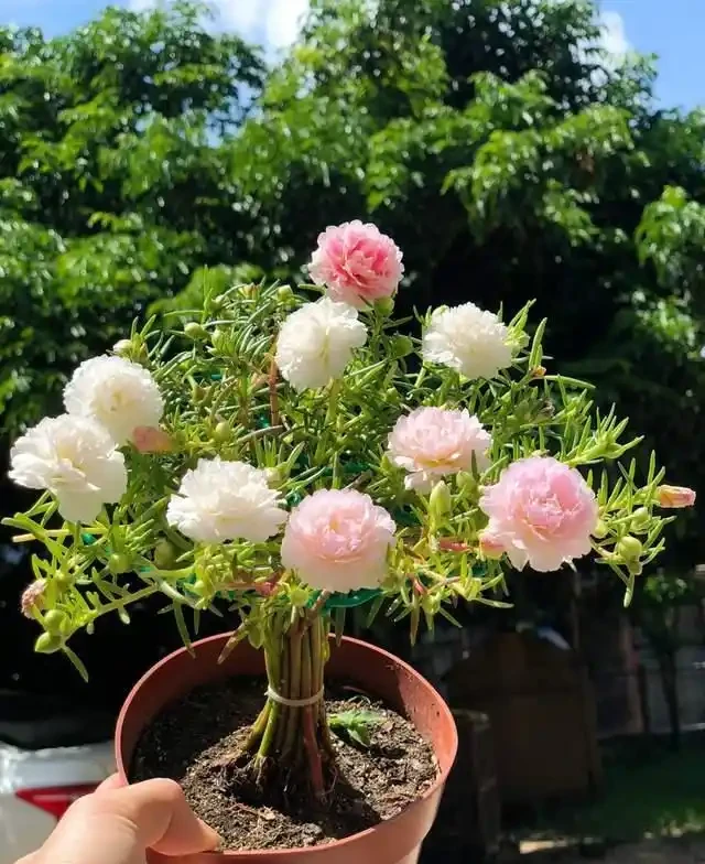 高溫40℃也不怕!這7種「曬不死」的開花機器,越熱越滿盆!