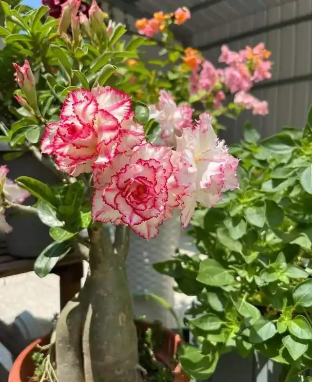 高溫40℃也不怕!這7種「曬不死」的開花機器,越熱越滿盆!
