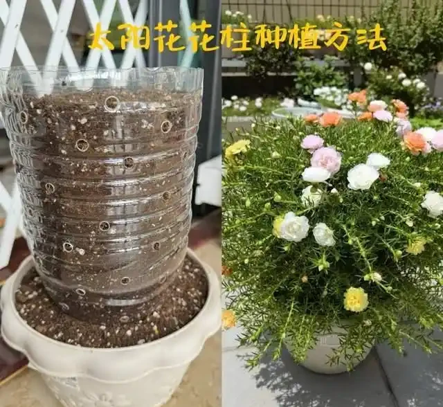 高溫40℃也不怕!這7種「曬不死」的開花機器,越熱越滿盆!