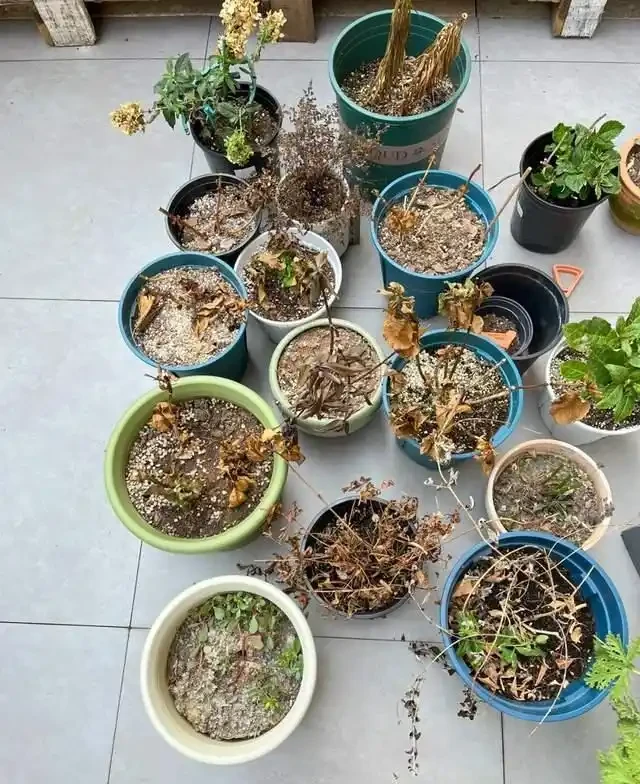 高溫40℃也不怕!這7種「曬不死」的開花機器,越熱越滿盆!