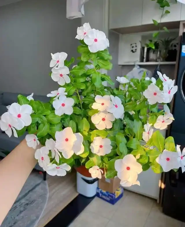 高溫40℃也不怕!這7種「曬不死」的開花機器,越熱越滿盆!