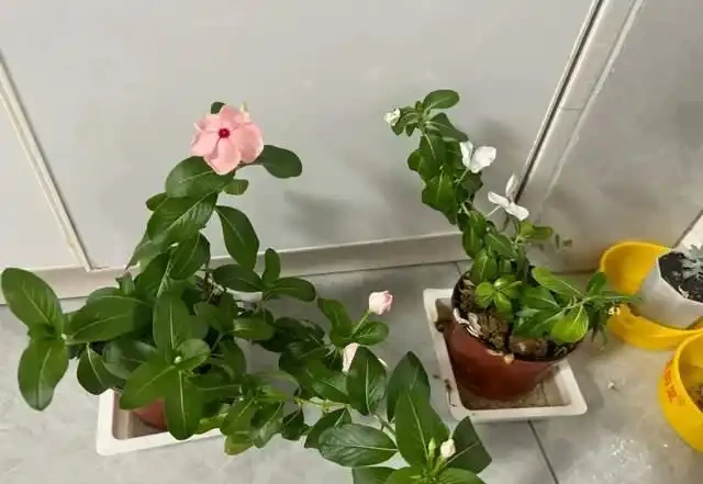高溫40℃也不怕!這7種「曬不死」的開花機器,越熱越滿盆!