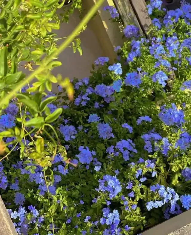 高溫40℃也不怕!這7種「曬不死」的開花機器,越熱越滿盆!