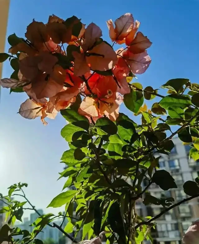 高溫40℃也不怕!這7種「曬不死」的開花機器,越熱越滿盆!