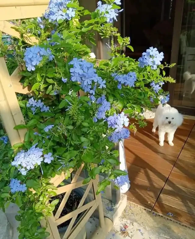 高溫40℃也不怕!這7種「曬不死」的開花機器,越熱越滿盆!