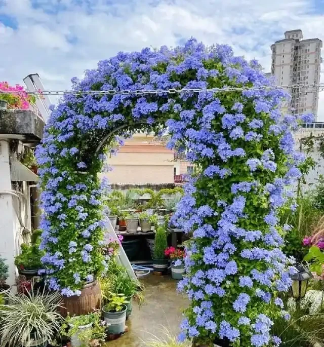 高溫40℃也不怕!這7種「曬不死」的開花機器,越熱越滿盆!