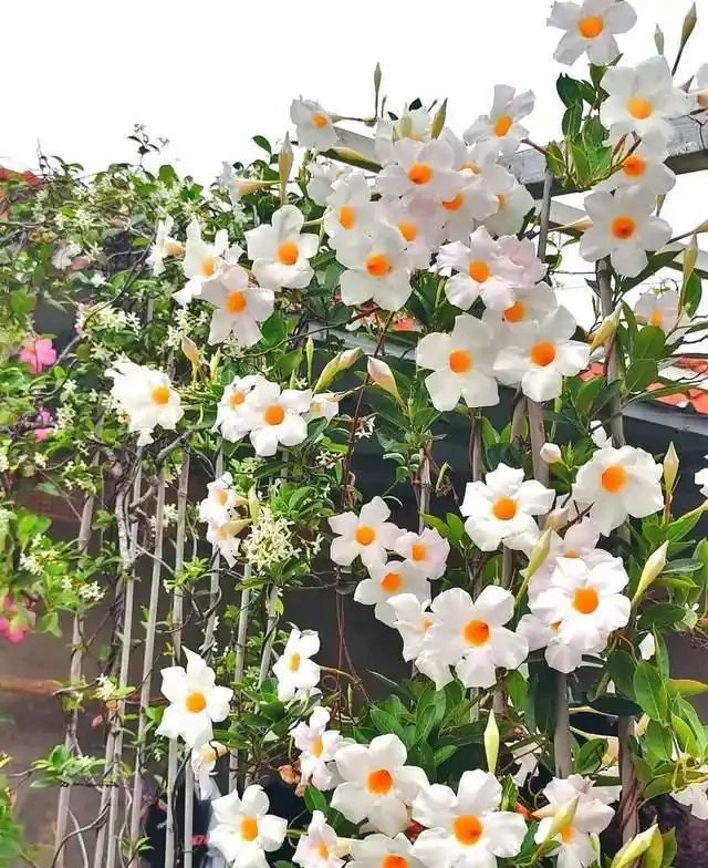 高溫40℃也不怕!這7種「曬不死」的開花機器,越熱越滿盆!