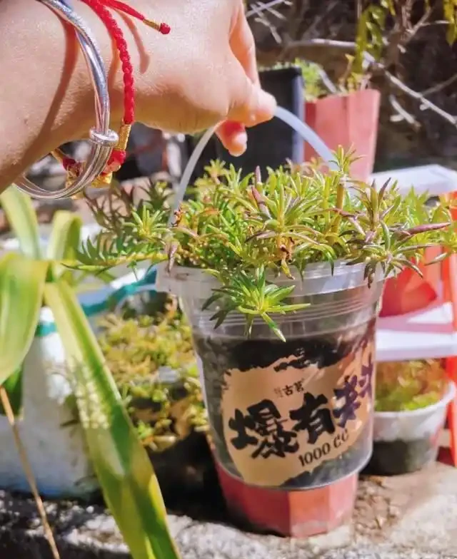 高溫40℃也不怕!這7種「曬不死」的開花機器,越熱越滿盆!