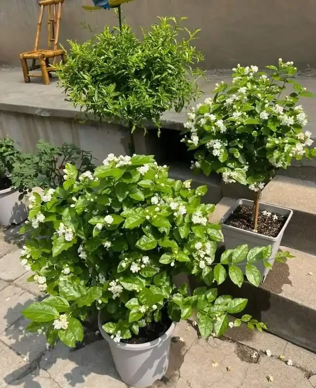 高溫40℃也不怕!這7種「曬不死」的開花機器,越熱越滿盆!