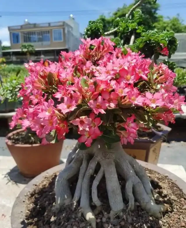 高溫40℃也不怕!這7種「曬不死」的開花機器,越熱越滿盆!