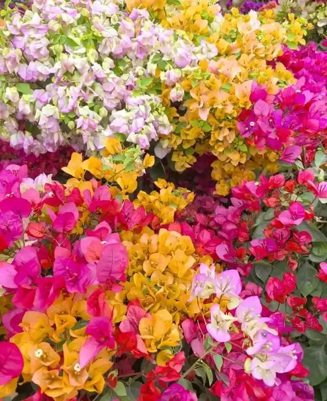 高溫40℃也不怕!這7種「曬不死」的開花機器,越熱越滿盆!