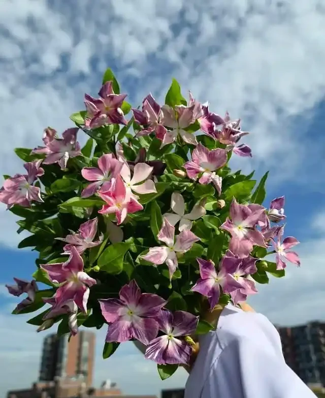 高溫40℃也不怕!這7種「曬不死」的開花機器,越熱越滿盆!