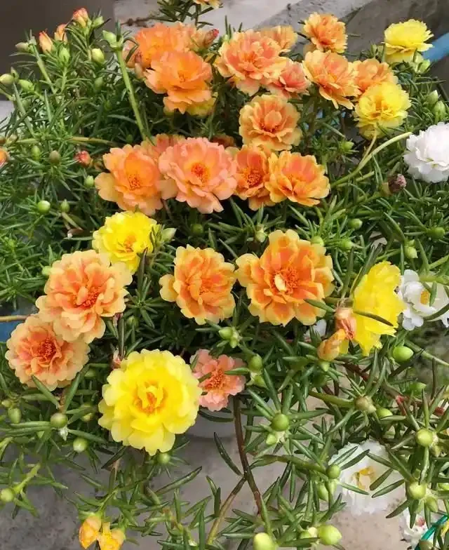 高溫40℃也不怕!這7種「曬不死」的開花機器,越熱越滿盆!