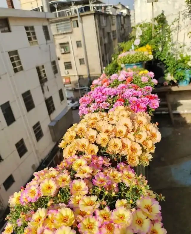 高溫40℃也不怕!這7種「曬不死」的開花機器,越熱越滿盆!