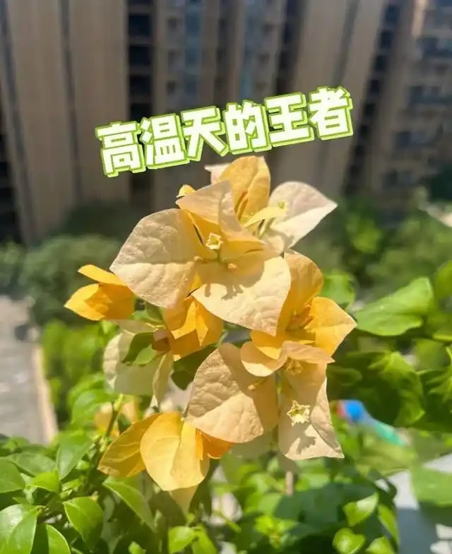 高溫40℃也不怕!這7種「曬不死」的開花機器,越熱越滿盆!