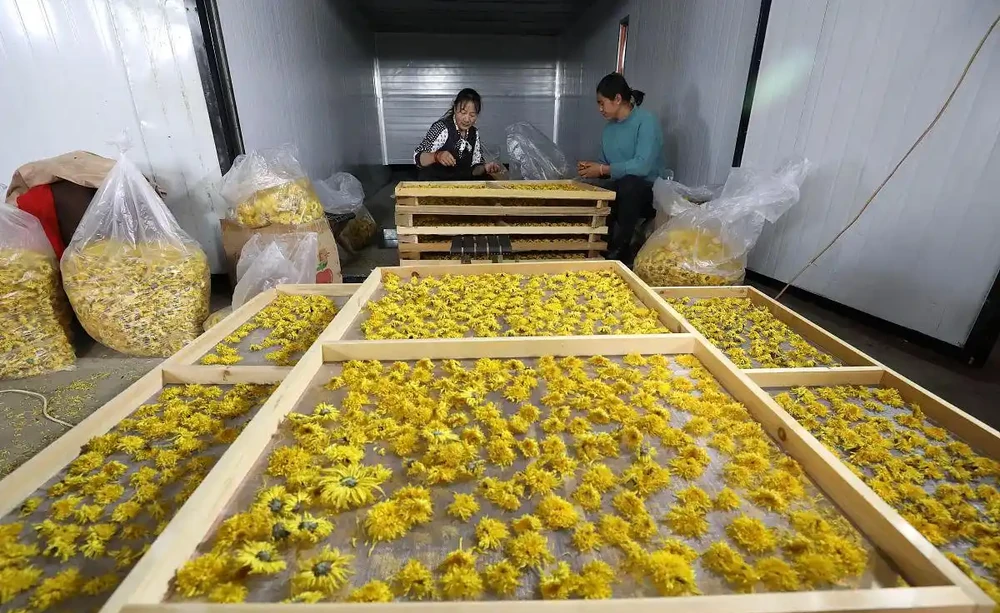 菊花蒸幾分鐘再晾曬?掌握這個時間,留住秋日的金黃與芬芳