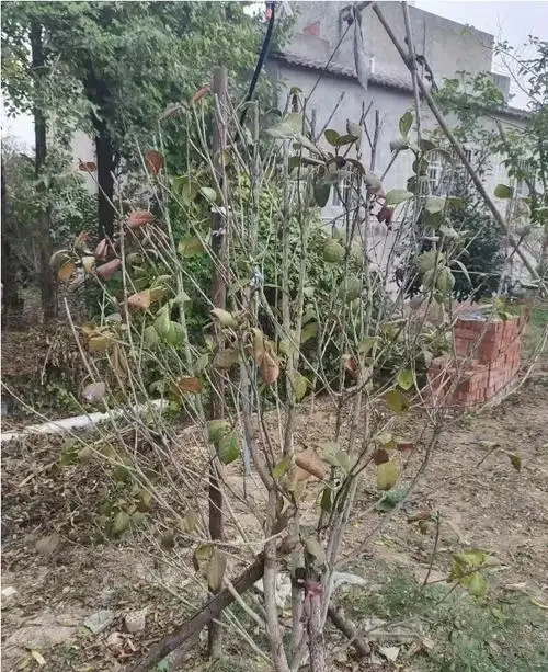 茶花光桿了多久可以重新長葉,如何快速複葉?專業指南帶你重生
