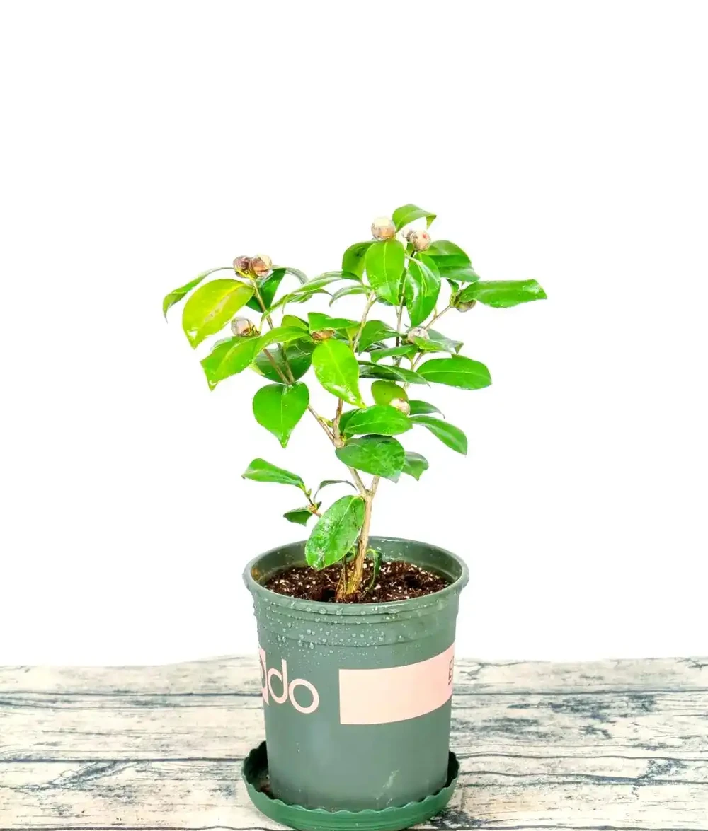 茶花光桿了多久可以重新長葉,如何快速複葉?專業指南帶你重生