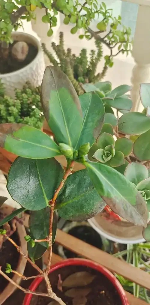 茶花光桿了多久可以重新長葉,如何快速複葉?專業指南帶你重生