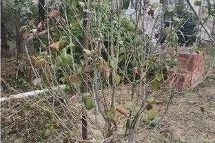 茶花光桿了多久可以重新長葉，如何快速複葉？專業指南帶你重生