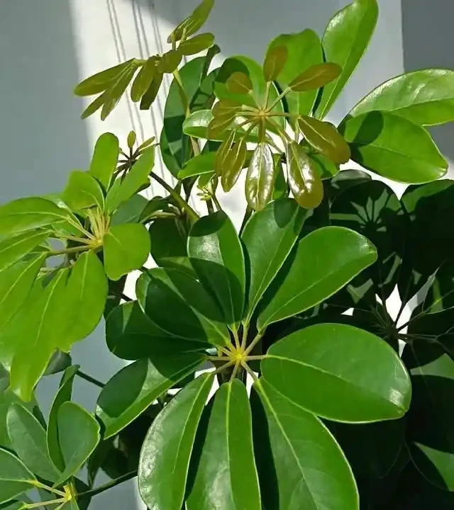 高溫季節，房子再小都要養這8種「吸毒花」，室內空氣會越來越好