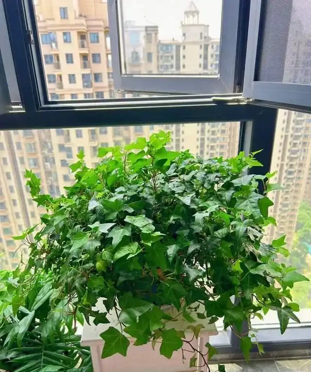 高溫季節，房子再小都要養這8種「吸毒花」，室內空氣會越來越好