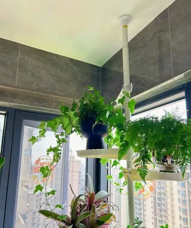高溫季節，房子再小都要養這8種「吸毒花」，室內空氣會越來越好