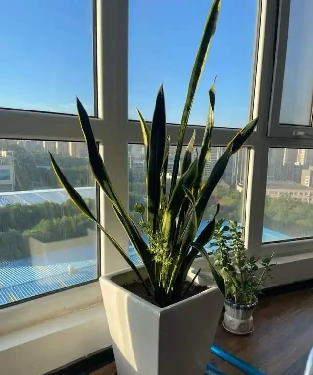 高溫季節，房子再小都要養這8種「吸毒花」，室內空氣會越來越好