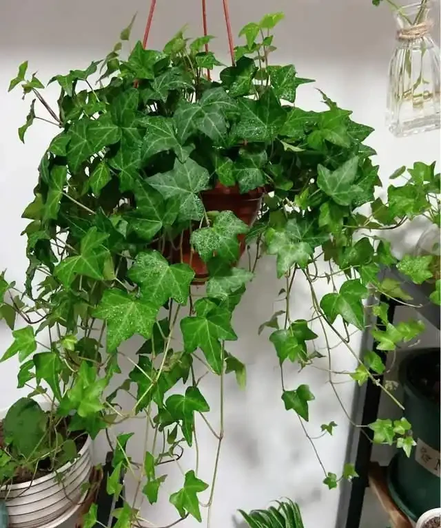 高溫季節，房子再小都要養這8種「吸毒花」，室內空氣會越來越好